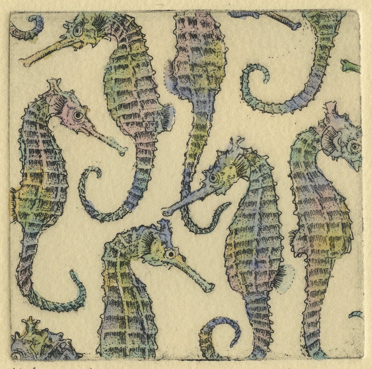 Seahorses : Congregated Images