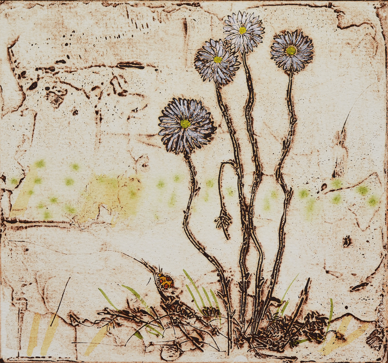 Wildflower Series – Splendid Everlasting